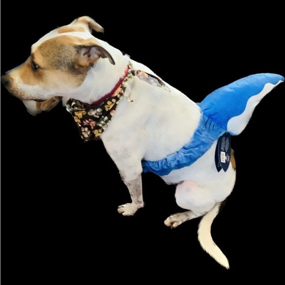 NEW BARK SHARK FIN PET HALLOWEEN 🎃 COSTUME & SQUEAKY TOY AFTER SIZE M-L❣️ - Picture 2 of 10